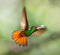 Rufous-tailed Hummingbird