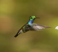 Blue-chested Hummingbird