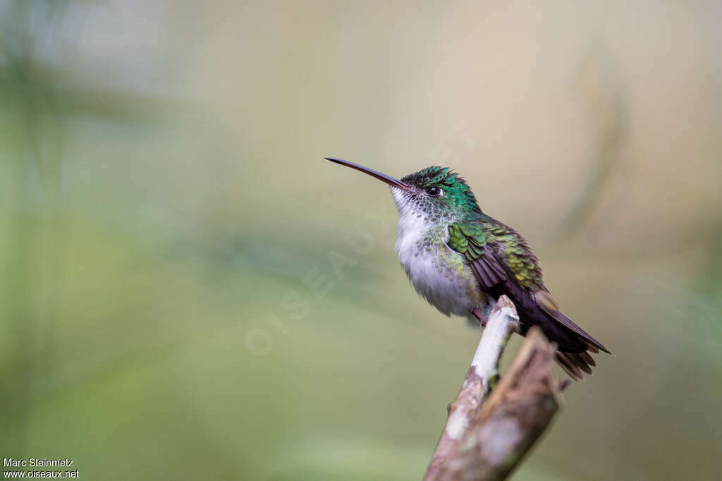 Andean Emerald female adult, identification