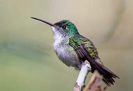 Andean Emerald