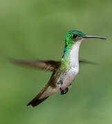 Andean Emerald