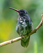 Glittering-throated Emerald