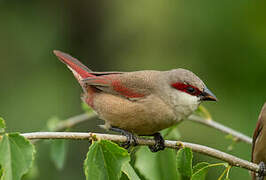 Crimson-rumped Waxbill