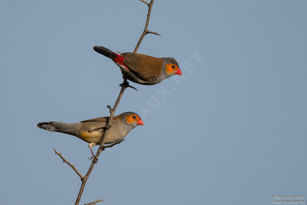 Orange-cheeked Waxbill