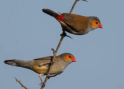 Orange-cheeked Waxbill