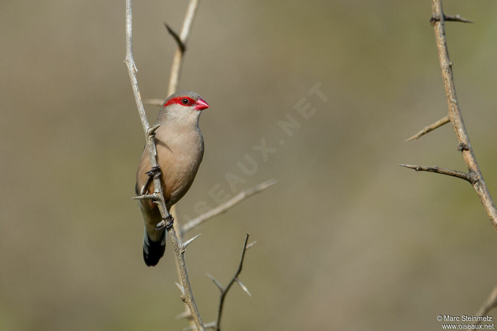 Black-rumped Waxbill