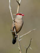 Black-rumped Waxbill