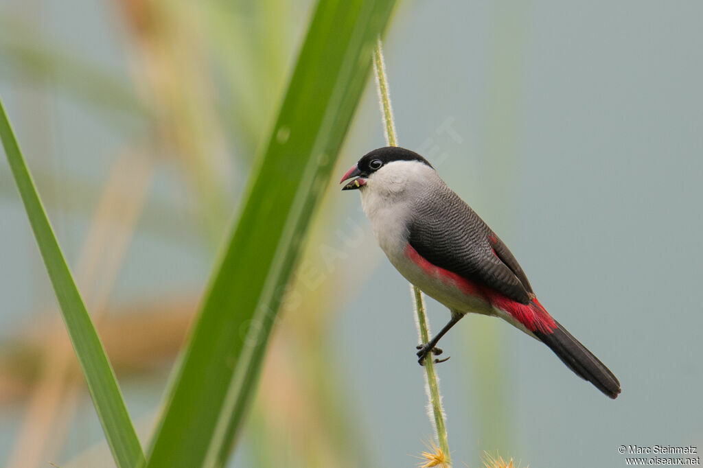 Black-crowned Waxbill