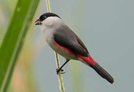 Black-crowned Waxbill