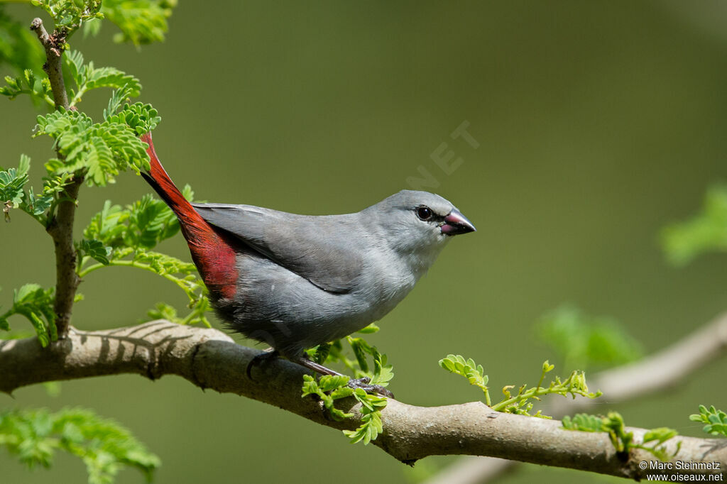 Lavender Waxbill