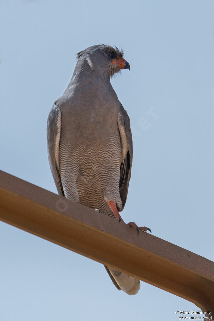 Dark Chanting Goshawk