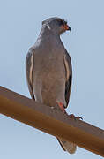 Dark Chanting Goshawk