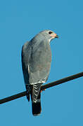 Lizard Buzzard