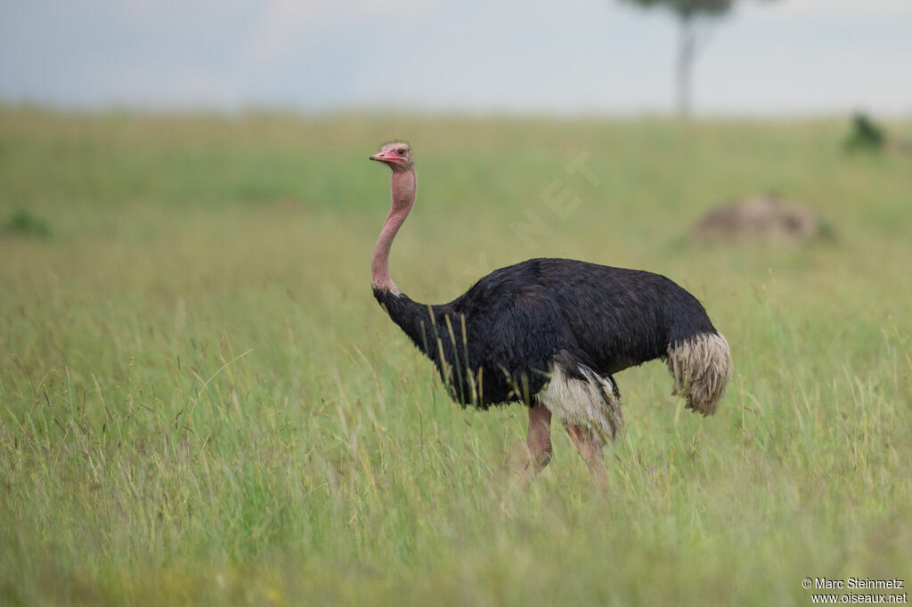 Common Ostrich