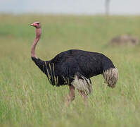 Common Ostrich