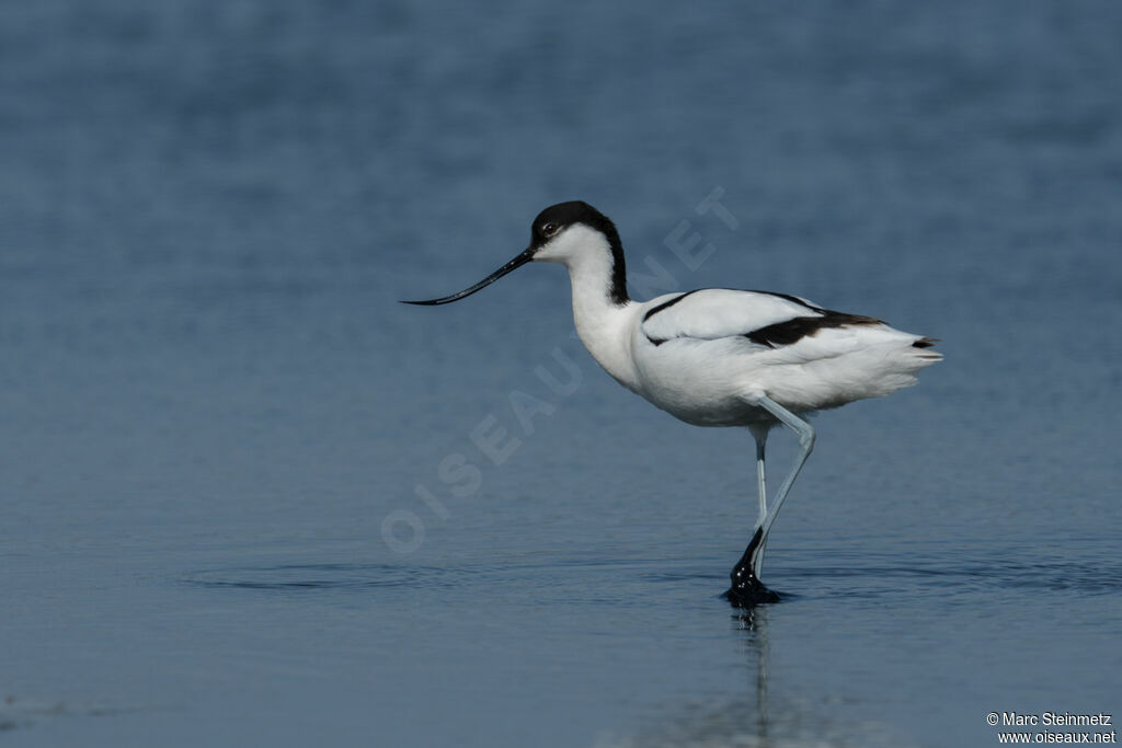 Avocette élégante