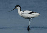 Avocette élégante