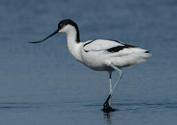 Pied Avocet