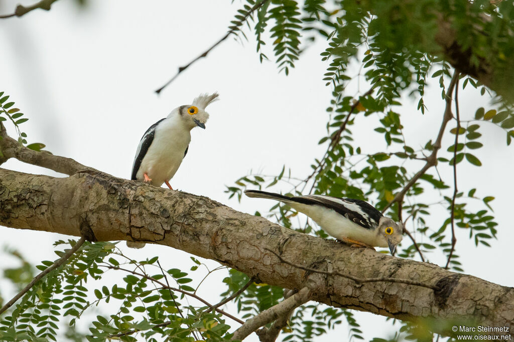 White-crested Helmetshrike