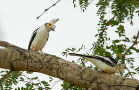 White-crested Helmetshrike