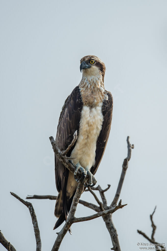 Western Osprey