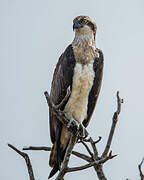 Western Osprey