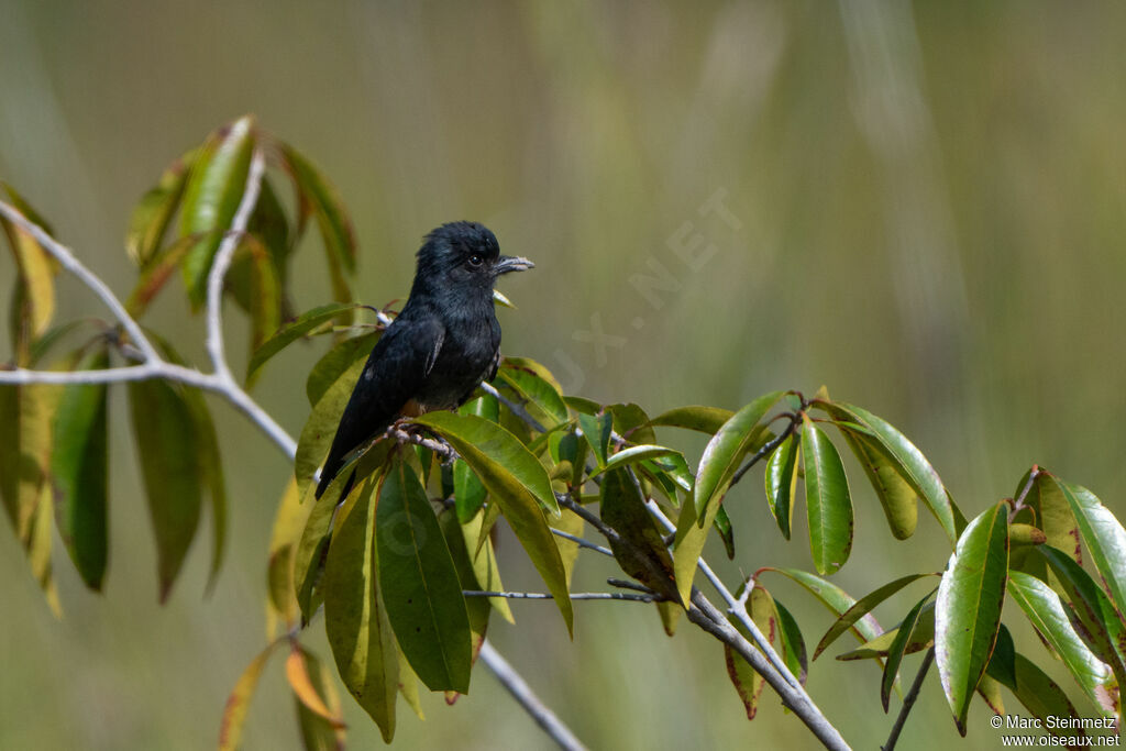 Swallow-winged Puffbird