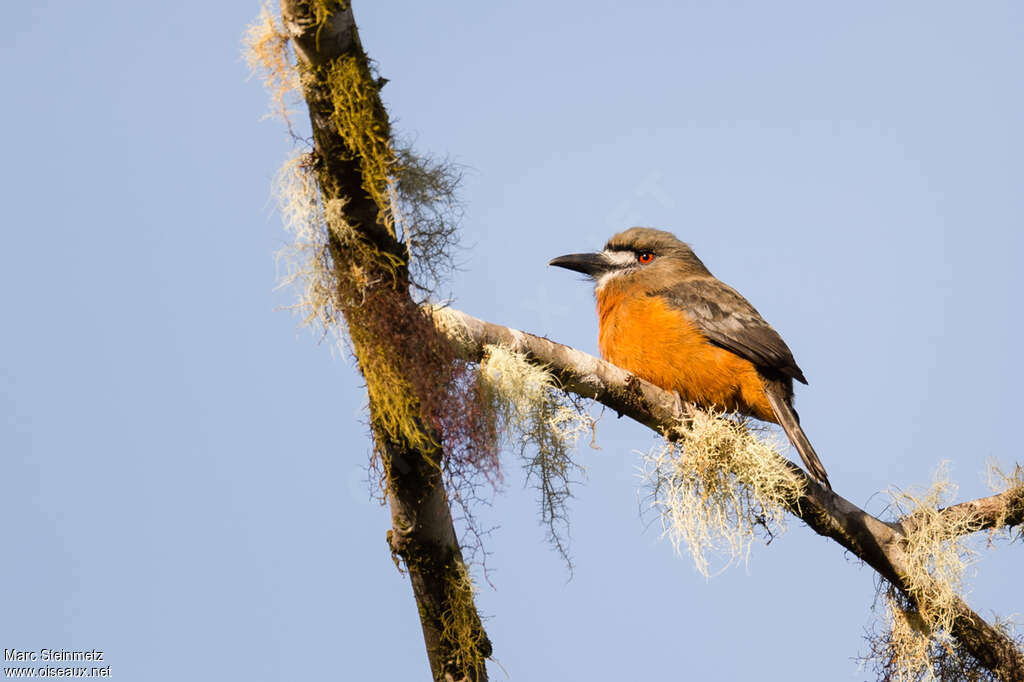 White-faced Nunbirdadult, identification