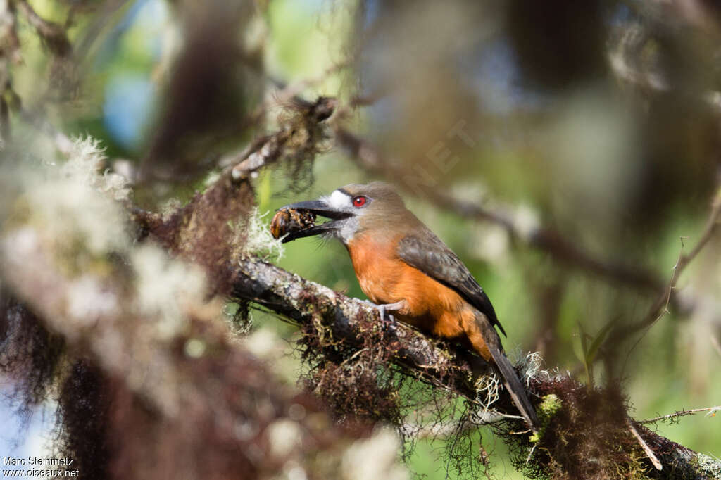 White-faced Nunbirdadult, feeding habits, fishing/hunting