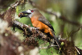 White-faced Nunbird