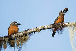 White-faced Nunbird