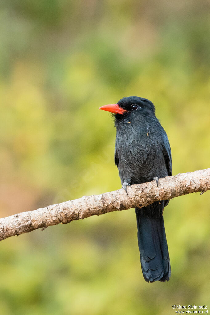 Black-fronted Nunbird