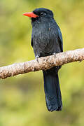 Black-fronted Nunbird