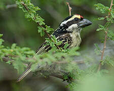 Red-fronted Barbet