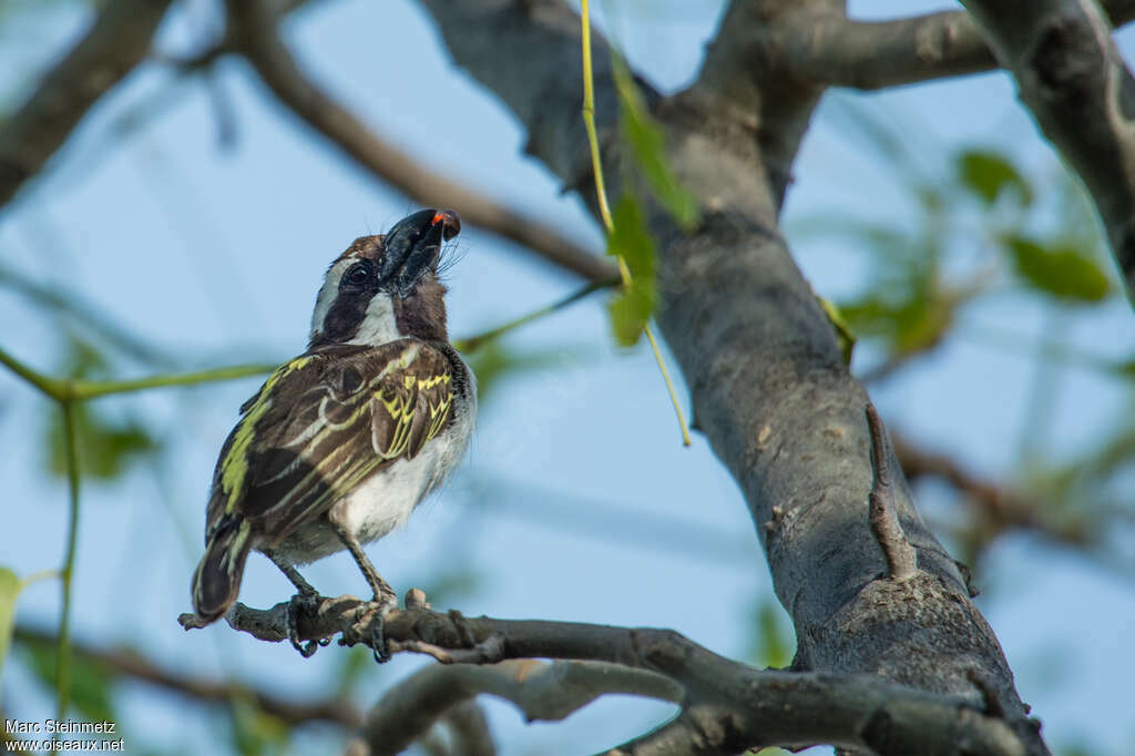 Red-fronted Barbetimmature, feeding habits