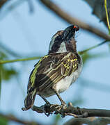 Red-fronted Barbet