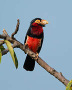 Bearded Barbet