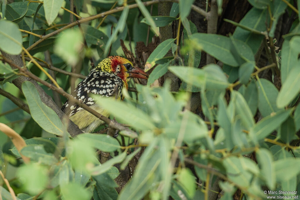 Red-and-yellow Barbet