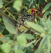 Red-and-yellow Barbet