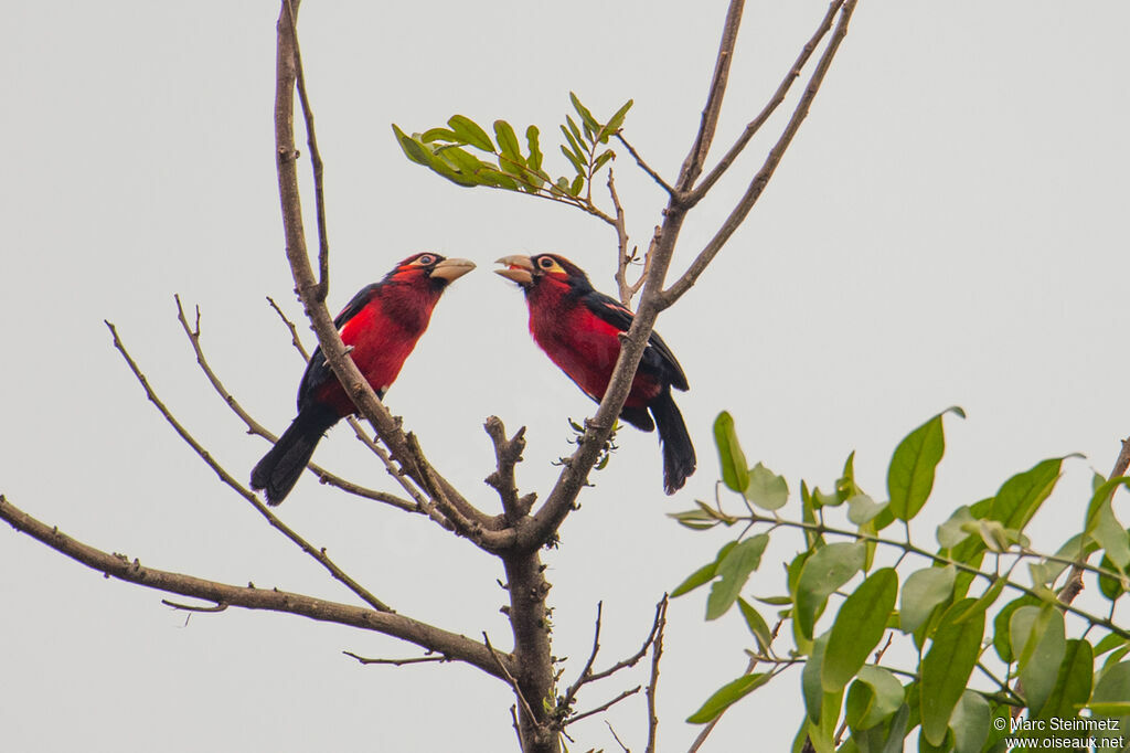 Double-toothed Barbet