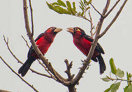 Double-toothed Barbet