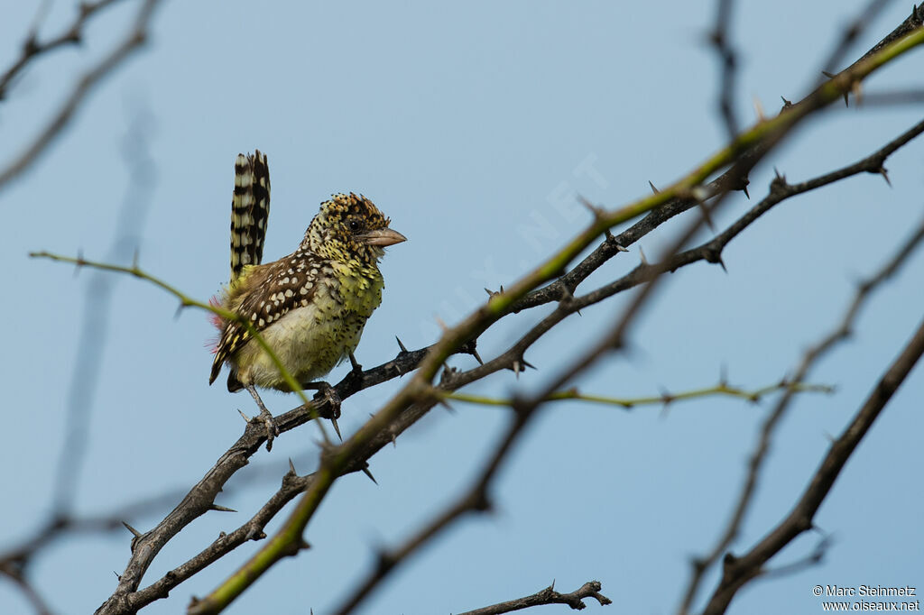 D'Arnaud's Barbet