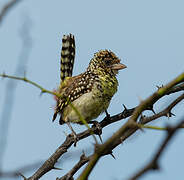 D'Arnaud's Barbet