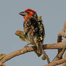 Barbican de Vieillot