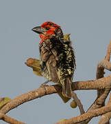 Vieillot's Barbet