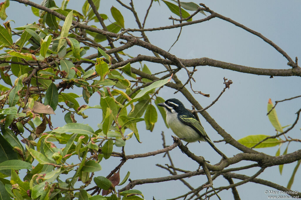 Yellow-rumped Tinkerbird