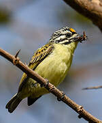 Yellow-fronted Tinkerbird