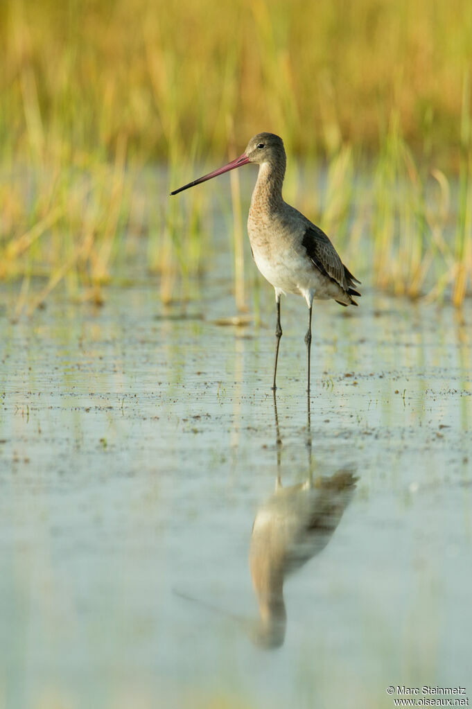 Black-tailed Godwit