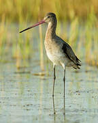 Black-tailed Godwit