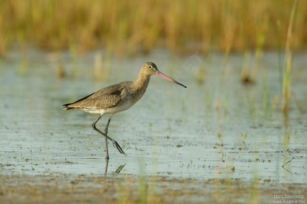 Black-tailed Godwit